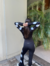 Chaqueta Monaco Negro - J O T A active