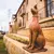 Cachorro Doberman - comprar online
