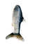 PEZ DE TELA - comprar online