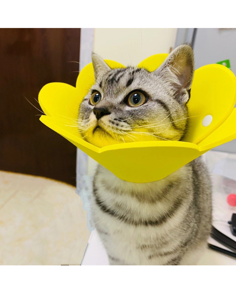 COLLAR ISABELINO DE GOMA x UNIDAD