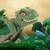 Brinquedo de Dinossauro morde mão na internet