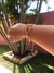 Pulseira Cosmos - comprar online