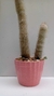 Cacto Cephalocereus senilis Cacto cabeça de velho