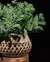 Cachepot Elson Planter na internet