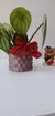 Cachepot Diamond KIT COM 5 UNIDADES - loja online