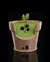 Imagem do Luminaria Monstera Vase Wall Light