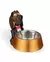 Imagem do Comedouro Pawsh Service Pet Bowl Stand