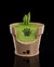 Luminaria Snake Plant Wall Light - Stoodeo