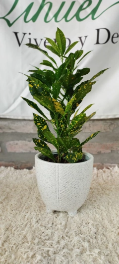 Croton - comprar online