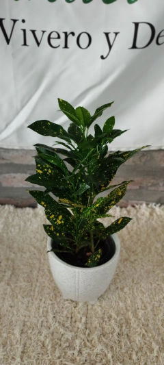 Croton en internet
