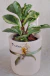 Peperômia Obtusifolia com vaso