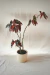 Begônia Spotligth dark - comprar online