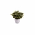 MACETA BOXWOOD