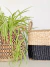 Canasto Calado - comprar online