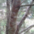 Imagem do Cipreste Português ou Pinheirinho - Cupressus lusitanica