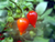 Sementes De Pimenta Biquinho: 40 Sementes