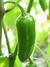 Sementes De Pimenta Jalapenho Orgânica: 40 Sementes