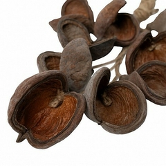 RISTRA - BADAM - comprar online