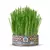 Pasto para Gatos Catgrass Mix Avena y Cebada - Un Dos Treats - comprar en línea