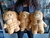 PUERQUITO MUSCULOSO PELUCHE "GDE 30 CM" ⭐⭐⭐⭐⭐ en internet