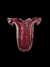 Murano, belo vaso em grosso cristal com microbolhas em formato de tulipa na tonalidade magenta. Medidas 27 x 27 cm. - comprar online