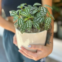 MACETA CILINDRO - comprar online