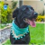 Bandana Círculos Aqua en internet