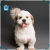 Par de calcetas Shih Tzu Short Hair en internet