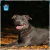 Par de calcetas Staffy en internet