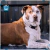 Par de calcetas Staffy - La Pet Boutique Chic