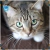 Par de calcetas Tabby Silver - comprar en línea