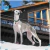 Par de calcetas Whippet - comprar en línea