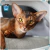Par de calcetas Abyssinian - comprar en línea
