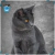 Par de calcetas Gray Cat - comprar en línea