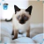 Par de calcetas Siamese - comprar en línea