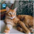 Par de calcetas Tabby Orange - comprar en línea