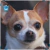 Par de calcetas Chihuahua Doble Vista - La Pet Boutique Chic