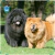 Par de calcetas Chow Chow Negro-Verde - comprar en línea