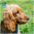 Par de calcetas Cocker Spaniel Doble Vista en internet