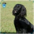 Par de calcetas Cocker Spaniel Doble Vista - La Pet Boutique Chic