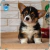 Par de calcetas Corgi en internet