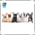 Par de calcetas French Bulldog Doble Vista Rojo en internet
