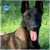 Par de calcetas Belgian Malinois doble vista - La Pet Boutique Chic