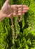 Cinto Ornamental Corrente Ouro Luz da Lua - comprar online