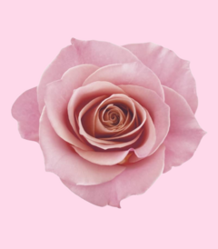 Refil Máscara Capilar Siàge Nutri Rosé 250g - comprar online