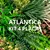 Kit 4 placas – 1 m² (Atlântica) - Jardim Vertical Artificial - comprar online