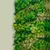 Placa Musgo Florido 50x50cm Para Jardim Vertical Artificial na internet