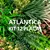 Kit 12 placas – 3m² (Atlântica) - Jardim Vertical Artificial - comprar online