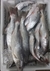 Pescada branca