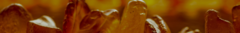 Banner da categoria Âmbar